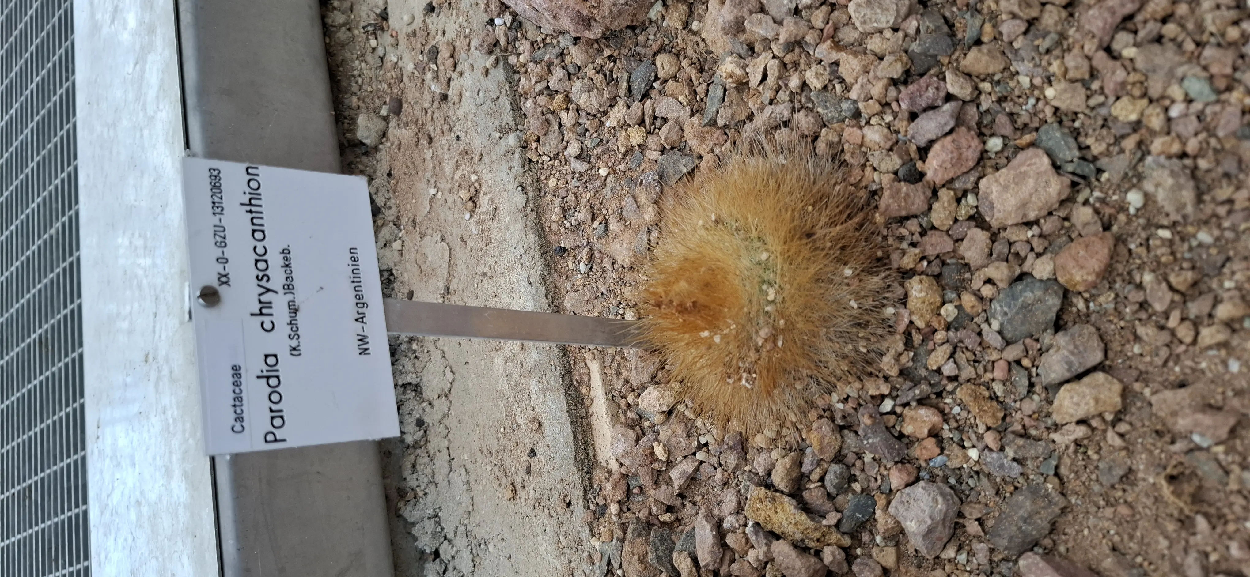 Parodia in Italian means 'parody'
